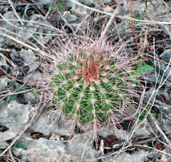 Сеянец Melocactus pedernalensis (к востоку от Педерналеса, ДР) с красновато-коричневыми колючками. 