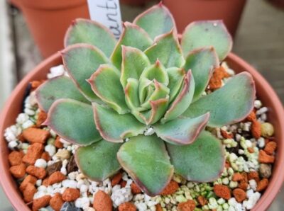 Echeveria "SANTA BARBARA"