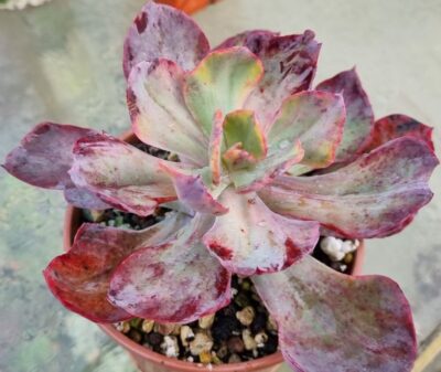 Echeveria "CANTERY" variegata - Зображення 2