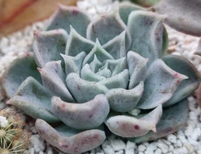 Echeveria “HYALINA" - Зображення 2