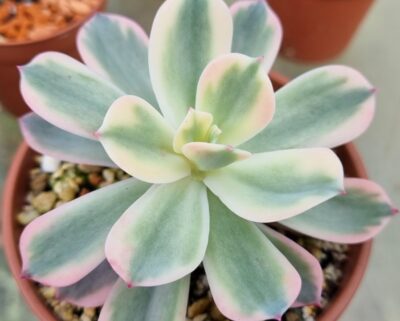 Echeveria "Secunda" variegated