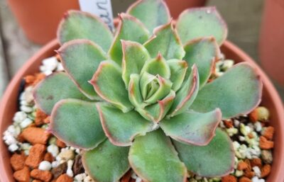 Echeveria "SANTA BARBARA" - Зображення 2