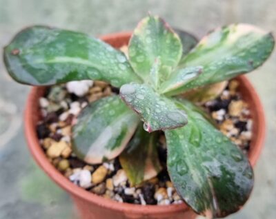 Еcheveria "Primadonna" var.