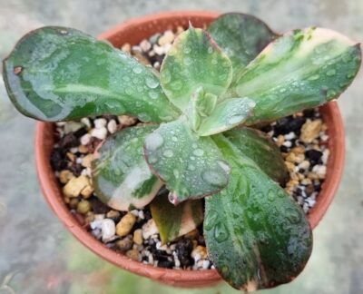 Еcheveria "Primadonna" var. - Зображення 2