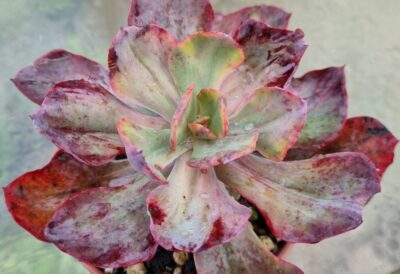 Echeveria "CANTERY" variegata