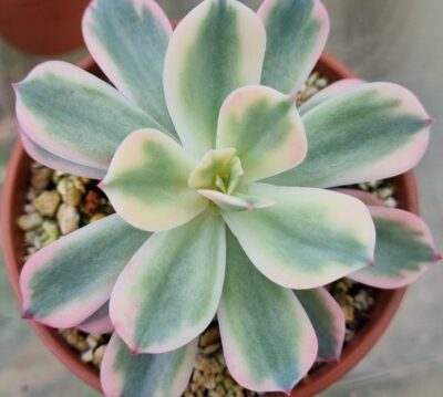 Echeveria "Secunda" variegated - Зображення 3
