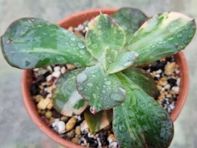 Еcheveria "Primadonna" var. - Зображення 3