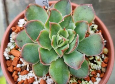 Echeveria "SANTA BARBARA" - Зображення 3