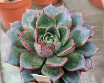 ECHEVERIA "PUMILA" - Зображення 2