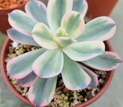 Echeveria "Secunda" variegated - Зображення 2