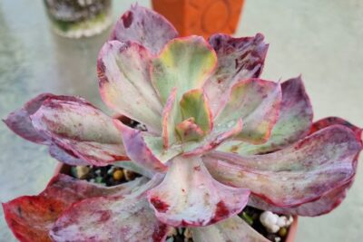 Echeveria "CANTERY" variegata - Зображення 3