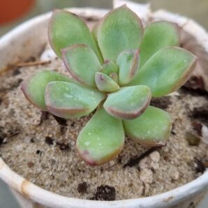 PACHYVERIA "WORTHY ONE"