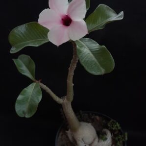 Adenium boehmianum | 2