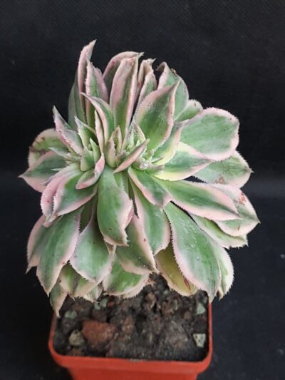 Aeonium Sunburst cristata