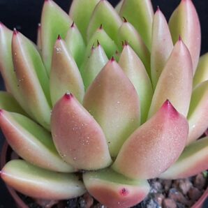 Echeveria agavoides