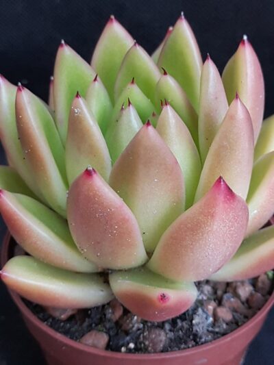 Echeveria agavoides