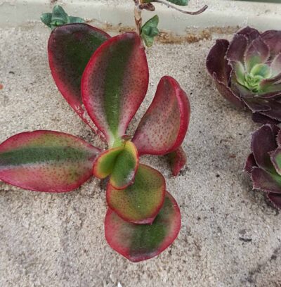 Crassula ovata Sunset
