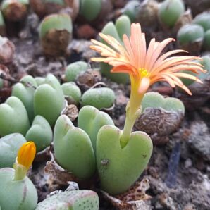 Conophytum frutescens | 24