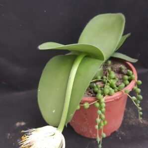 Haemanthus albiflos