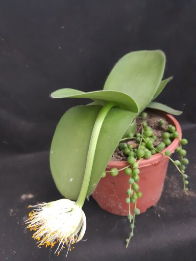 Haemanthus albiflos