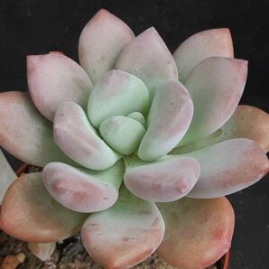 Sedeveria opalina