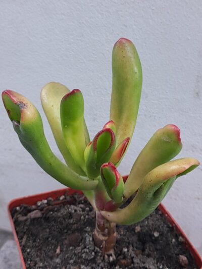 Crassula ovata Hobbit variegata