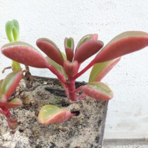 Peperomia graveolens