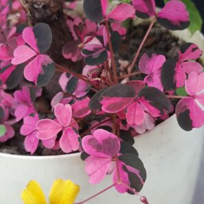 Oxalis Plum Crazy variegated | 94