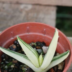 Aloe mitriformis var