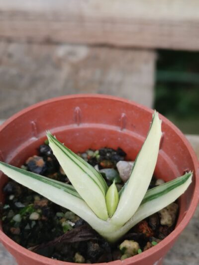 Aloe mitriformis var