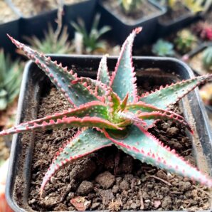 aloe Christmas Carol
