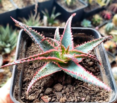 aloe Christmas Carol