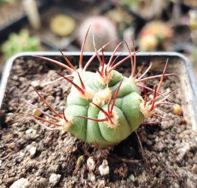 Gymnocalycium pflanzii v. argentinense