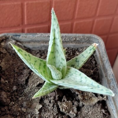 Aloe cv. White Cloud - Зображення 2