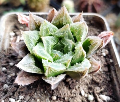Haworthia hybrid