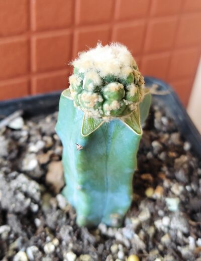 Astrophytum asterias cv.Kikko turtle