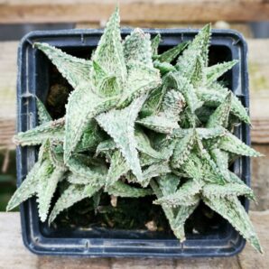 Aloe Flakes Coconut