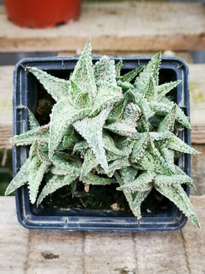 Aloe Flakes Coconut