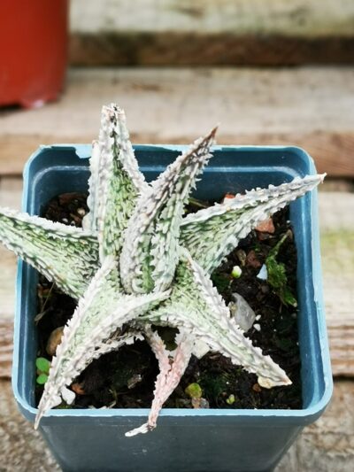 Aloe Flakes Coconut