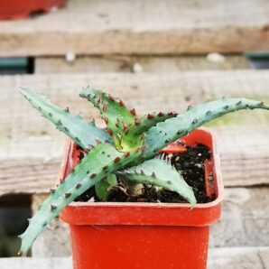 Aloe castilloniae