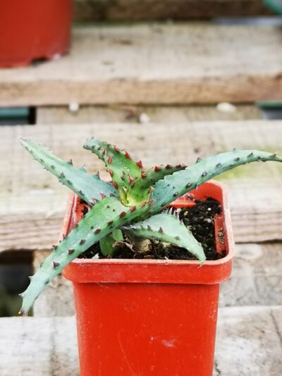 Aloe castilloniae