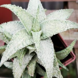 Aloe White Crokodile