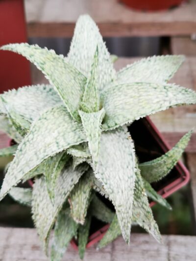 Aloe White Crokodile