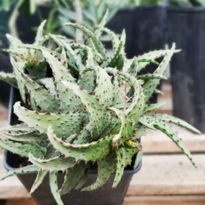 Aloe castilloniae