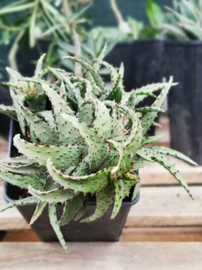 Aloe castilloniae