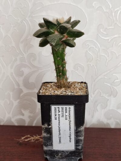 Ariocarpus fissuratus х trigonus - Зображення 2