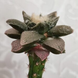Ariocarpus fissuratus х trigonus | 5