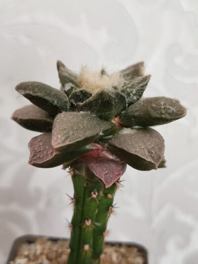 Ariocarpus fissuratus х trigonus