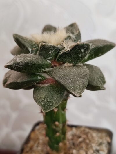 Ariocarpus fissuratus х trigonus - Зображення 5