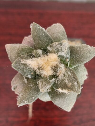 Ariocarpus fissuratus х trigonus - Зображення 6
